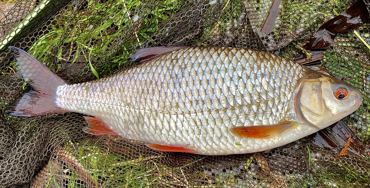 rudd fishing wales