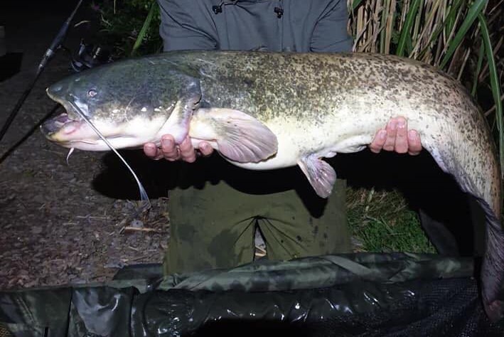 catfish fishing in wales