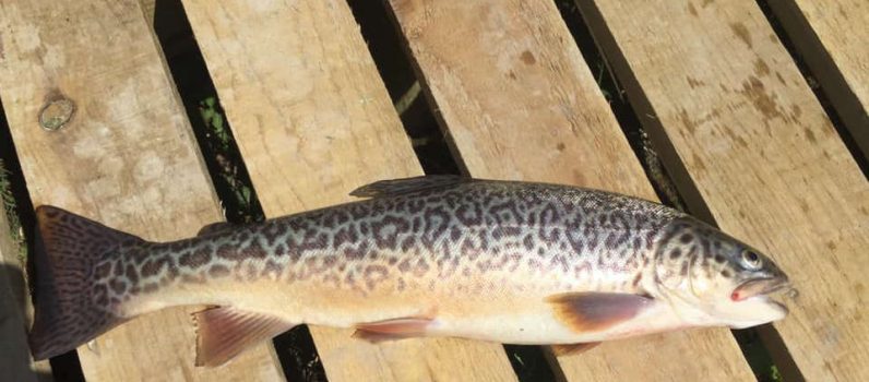 tiger trout wales